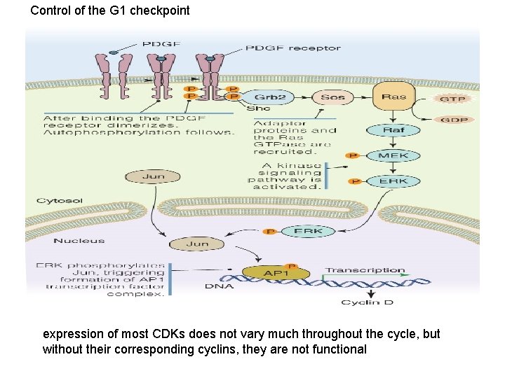 Control of the G 1 checkpoint expression of most CDKs does not vary much