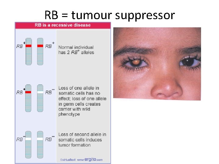 RB = tumour suppressor 