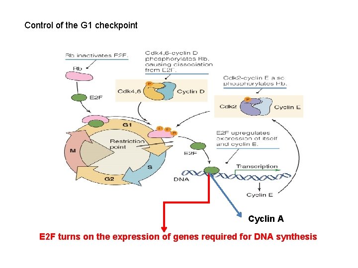 Control of the G 1 checkpoint Cyclin A E 2 F turns on the