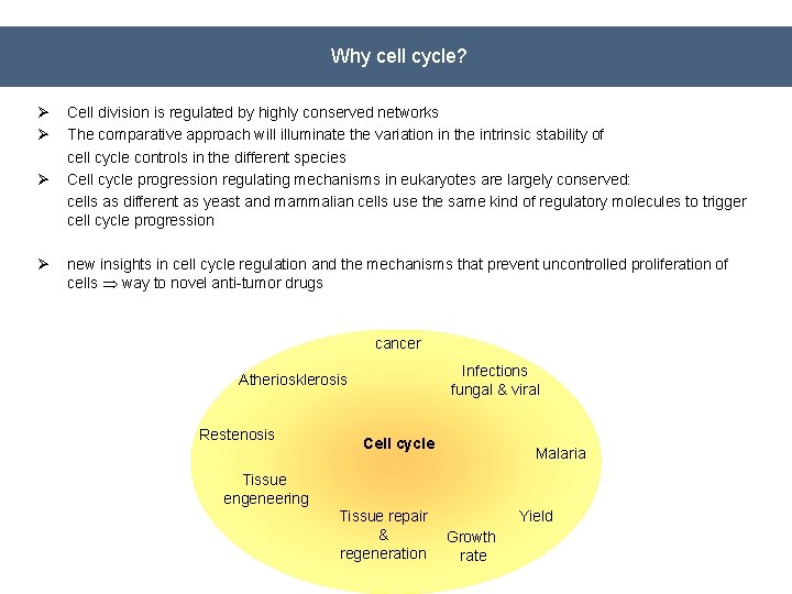 Why cell cycle? Ø Ø Cell division is regulated by highly conserved networks The