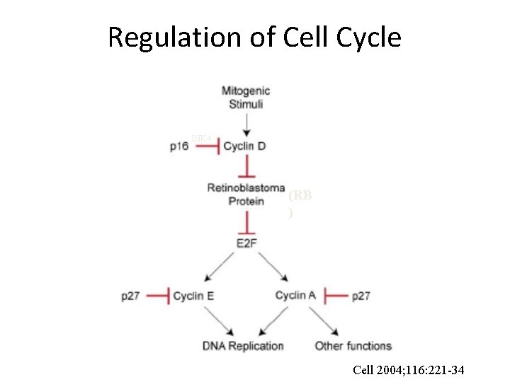 Regulation of Cell Cycle INK 4 (RB ) Cell 2004; 116: 221 -34 