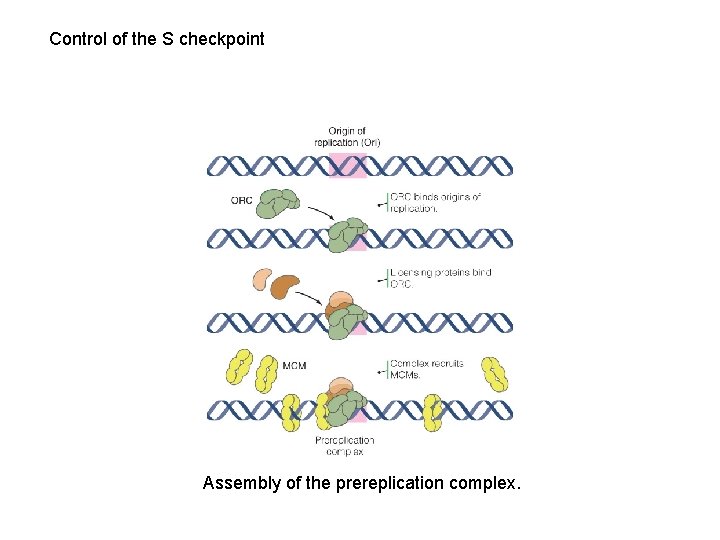 Control of the S checkpoint Assembly of the prereplication complex. 