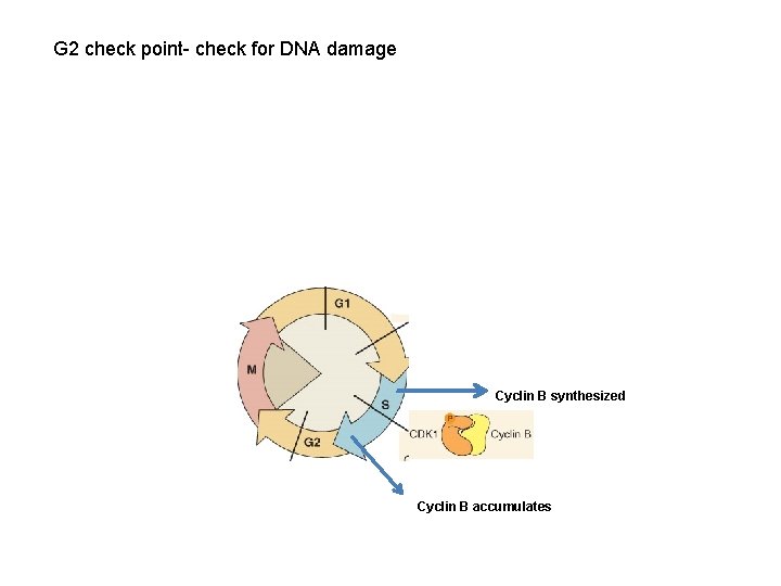 G 2 check point- check for DNA damage Cyclin B synthesized Cyclin B accumulates