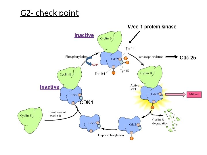 G 2 - check point Wee 1 protein kinase Inactive Cdc 25 ADP Inactive