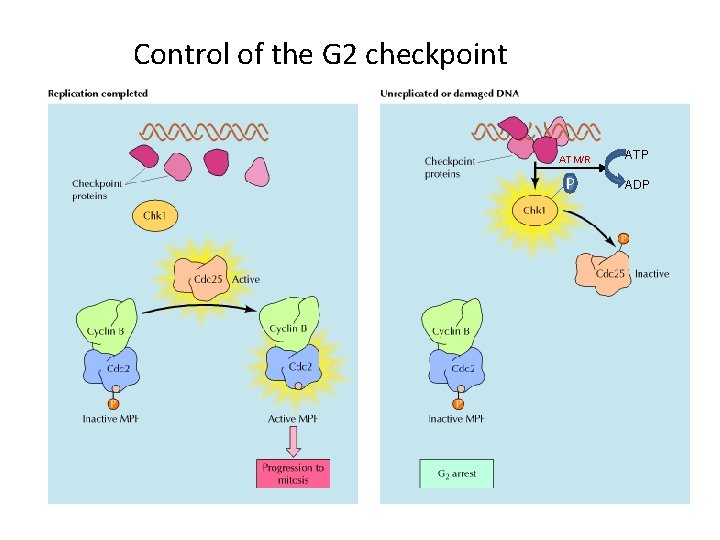 Control of the G 2 checkpoint ATM/R P ATP ADP 