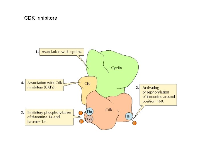 CDK inhibitors 