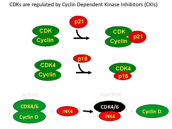 CDKs are regulated by Cyclin Dependent Kinase Inhibitors (CKIs) p 21 CDK Cyclin p