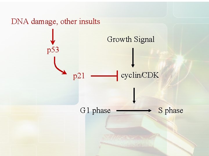 DNA damage, other insults Growth Signal p 53 p 21 G 1 phase cyclin/CDK