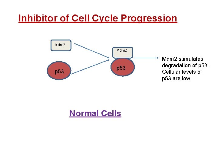 Inhibitor of Cell Cycle Progression Mdm 2 p 53 Normal Cells Mdm 2 stimulates