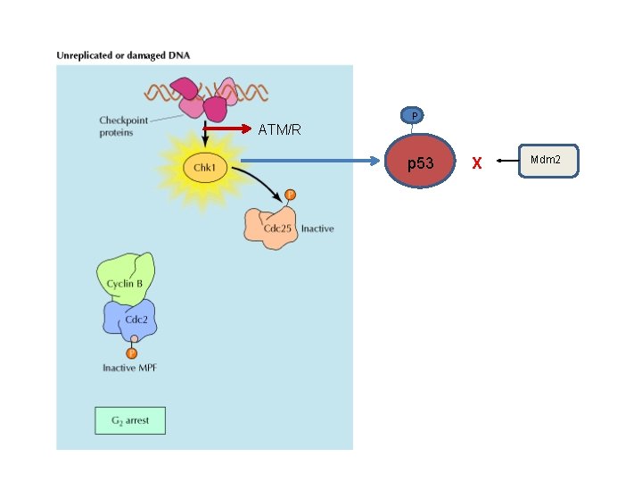 P ATM/R p 53 X Mdm 2 