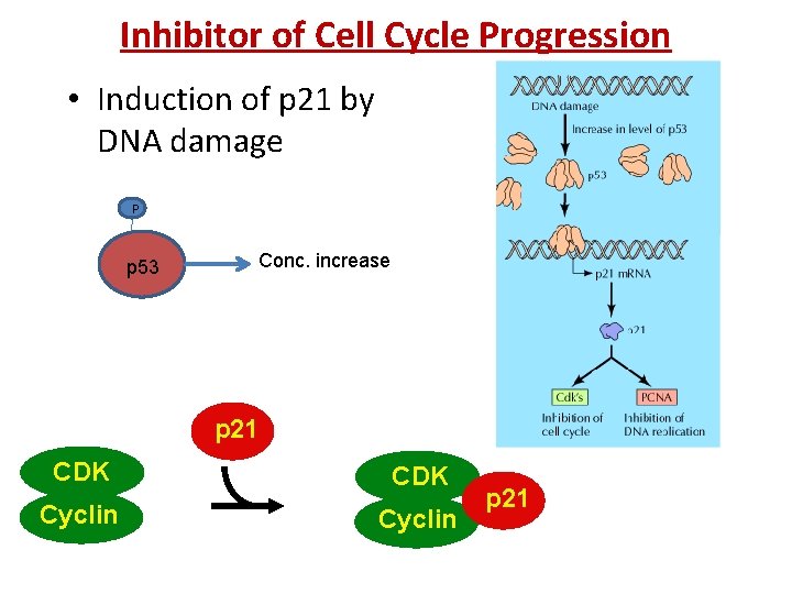 Inhibitor of Cell Cycle Progression • Induction of p 21 by DNA damage P