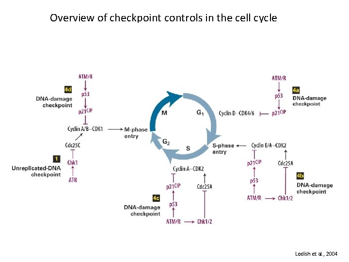 Overview of checkpoint controls in the cell cycle Lodish et al. , 2004 