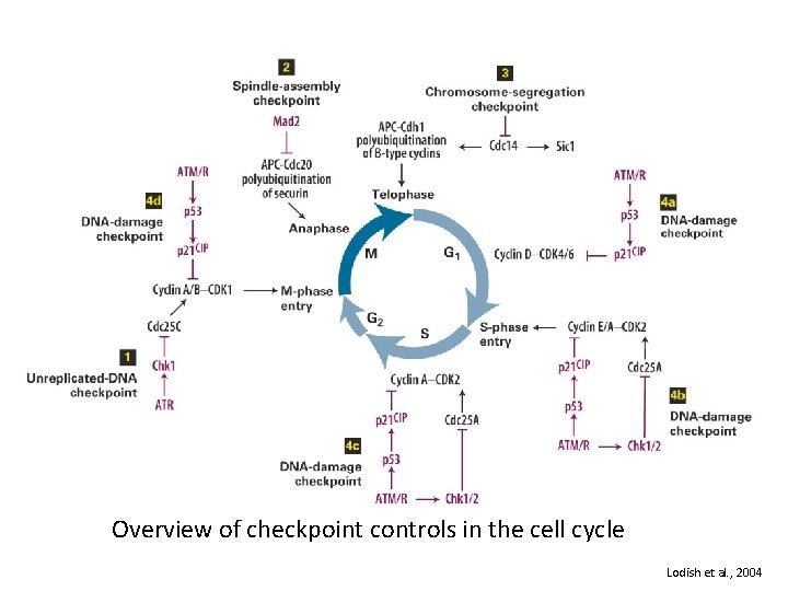 Overview of checkpoint controls in the cell cycle Lodish et al. , 2004 