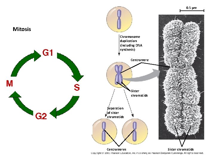 0. 5 µm Mitosis Chromosome duplication (including DNA synthesis) Centromere Sister chromatids Separation of