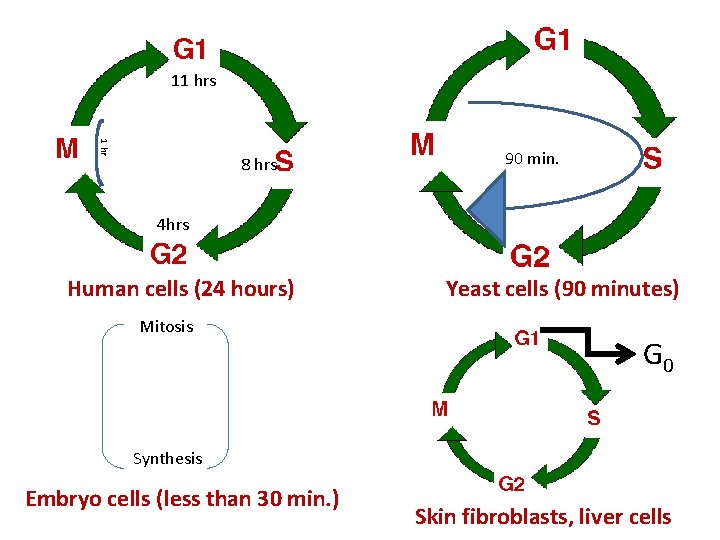 11 hrs 1 hr 8 hrs 90 min. 4 hrs Human cells (24 hours)