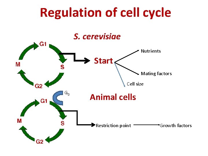 Regulation of cell cycle S. cerevisiae Nutrients Start Mating factors Cell size G 0