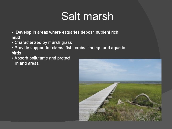 Salt marsh • Develop in areas where estuaries deposit nutrient rich mud • Characterized