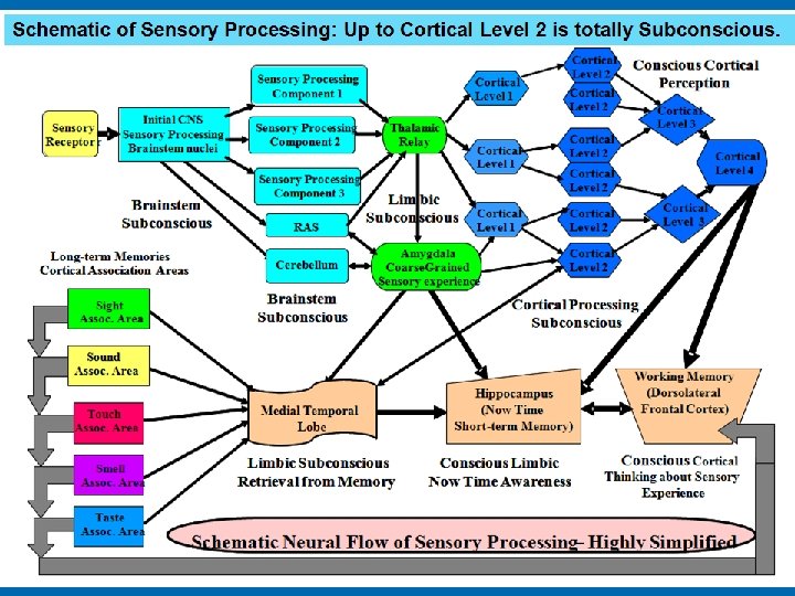 Whats New in Understanding of the Brain A
