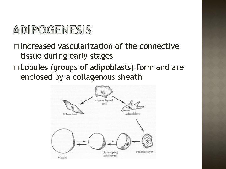 � Increased vascularization of the connective tissue during early stages � Lobules (groups of