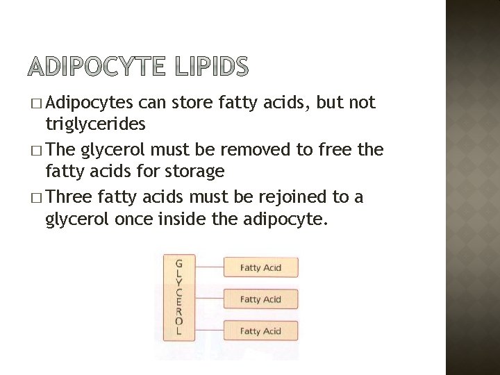 � Adipocytes can store fatty acids, but not triglycerides � The glycerol must be