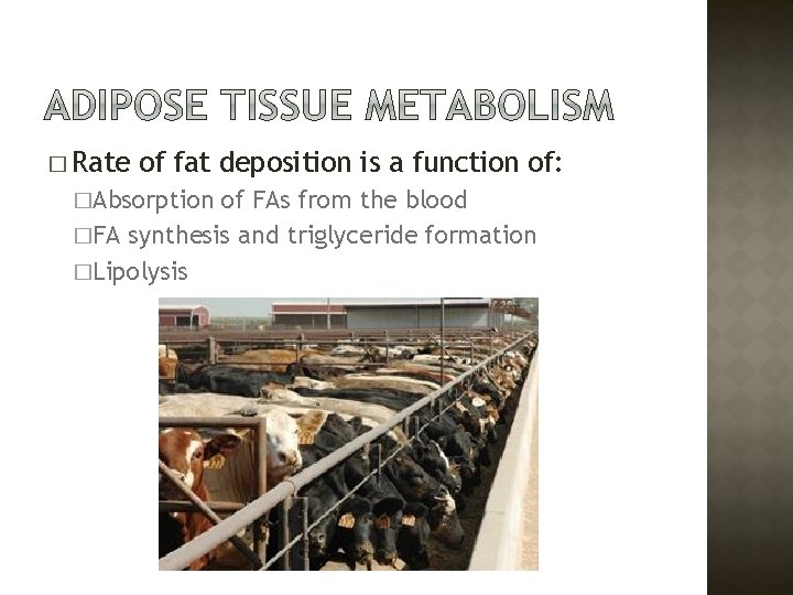 � Rate of fat deposition is a function of: �Absorption of FAs from the