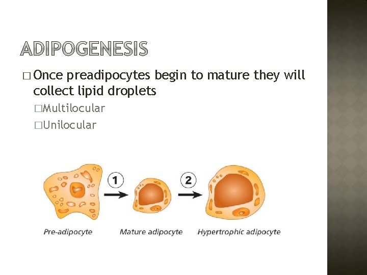 � Once preadipocytes begin to mature they will collect lipid droplets �Multilocular �Unilocular 