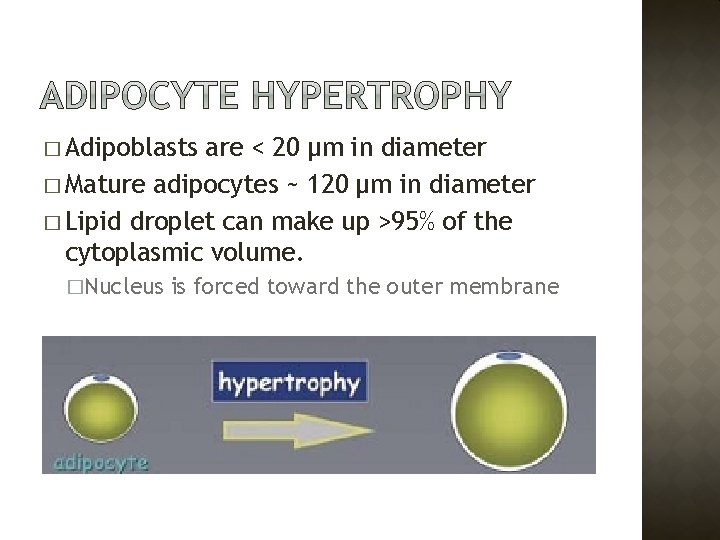 � Adipoblasts are < 20 µm in diameter � Mature adipocytes ~ 120 µm