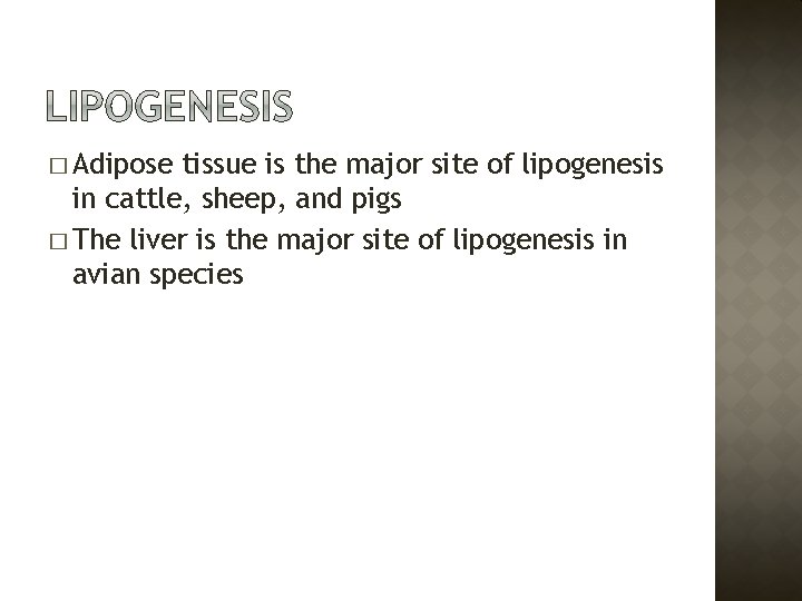 � Adipose tissue is the major site of lipogenesis in cattle, sheep, and pigs
