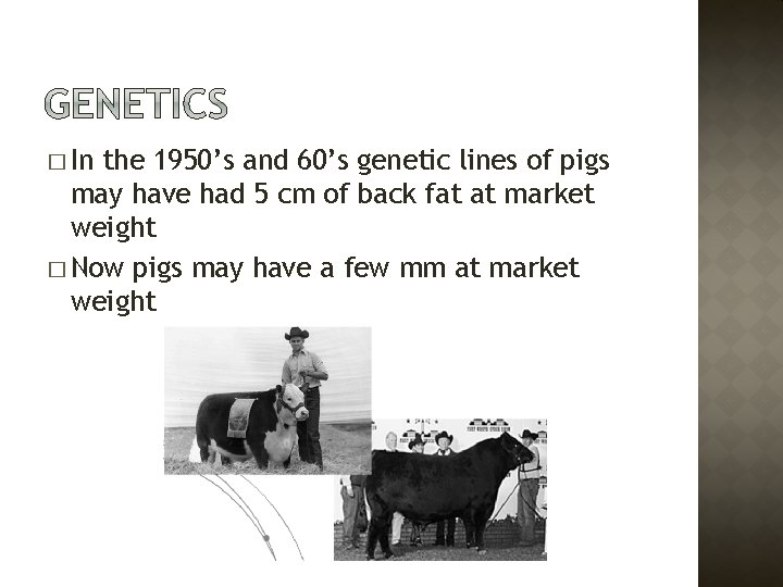 � In the 1950’s and 60’s genetic lines of pigs may have had 5