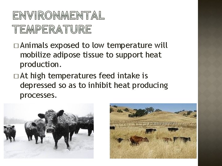 � Animals exposed to low temperature will mobilize adipose tissue to support heat production.