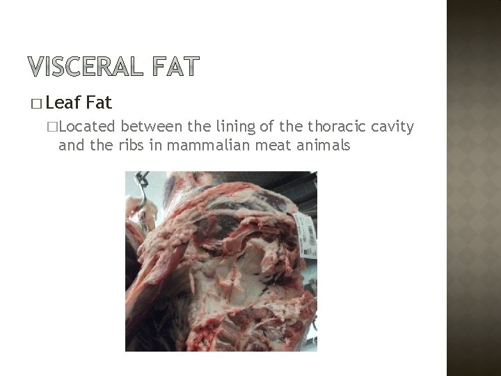 � Leaf Fat �Located between the lining of the thoracic cavity and the ribs