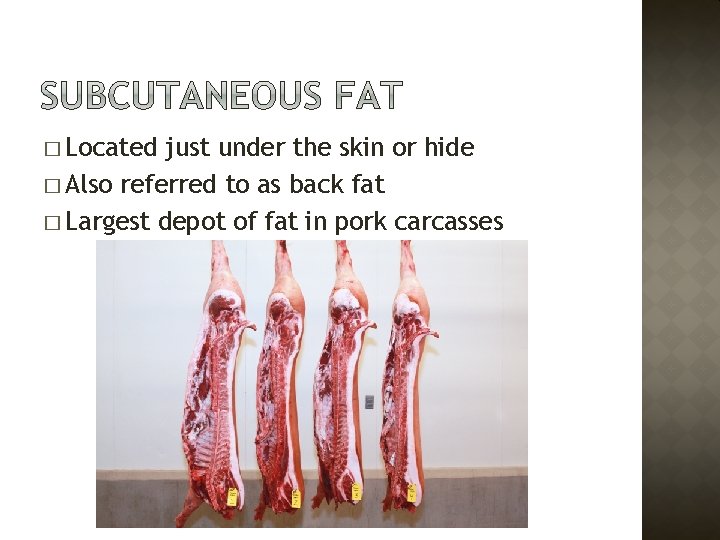 � Located just under the skin or hide � Also referred to as back