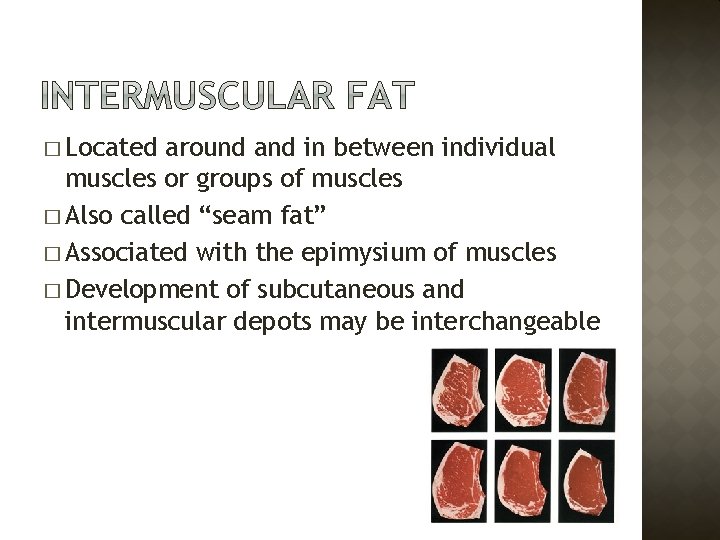 � Located around and in between individual muscles or groups of muscles � Also