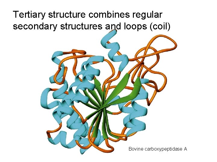 Tertiary structure combines regular secondary structures and loops (coil) Bovine carboxypeptidase A 