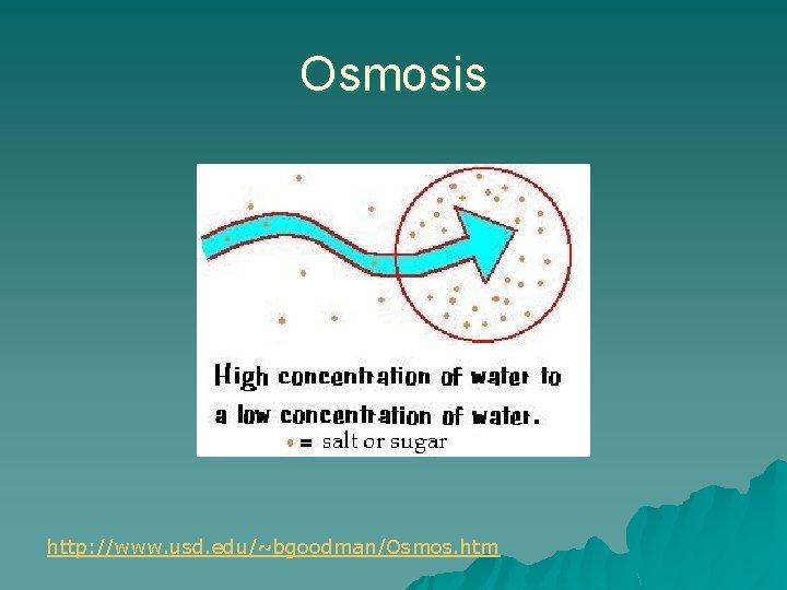 Osmosis http: //www. usd. edu/~bgoodman/Osmos. htm 