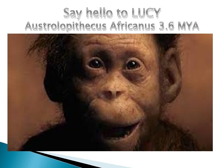 Say hello to LUCY Austrolopithecus Africanus 3. 6 MYA 