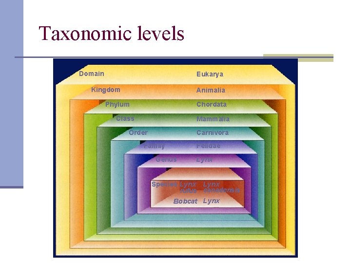 Taxonomic levels Domain Eukarya Kingdom Animalia Chordata Phylum Class Mammalia Carnivora Order Family Genus