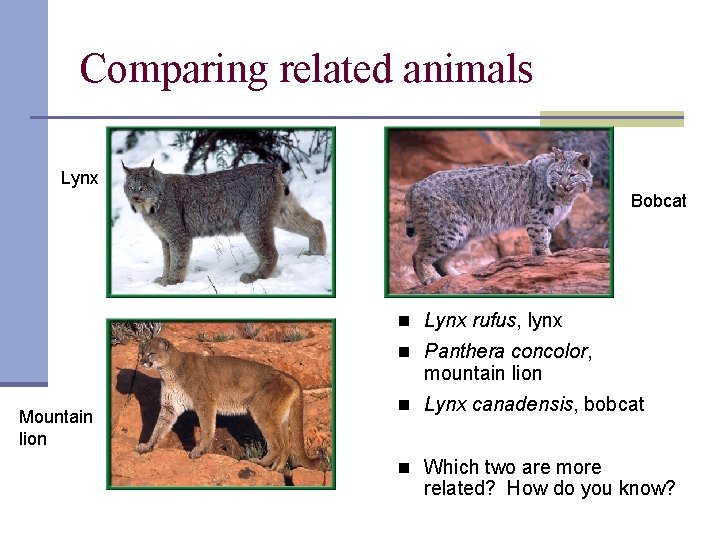 Comparing related animals Lynx Bobcat n Lynx rufus, lynx n Panthera concolor, mountain lion