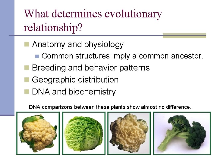 What determines evolutionary relationship? n Anatomy and physiology n Common structures imply a common