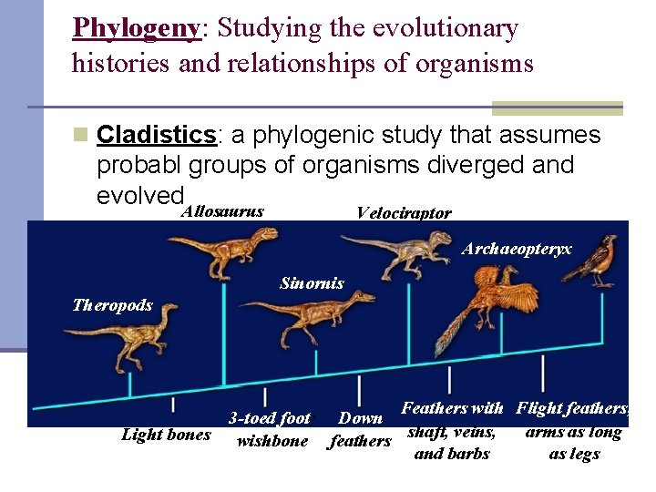 Phylogeny: Studying the evolutionary histories and relationships of organisms n Cladistics: a phylogenic study