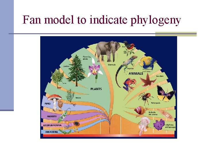 Fan model to indicate phylogeny 