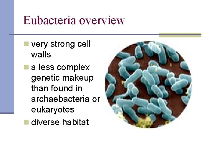 Eubacteria overview n very strong cell walls n a less complex genetic makeup than