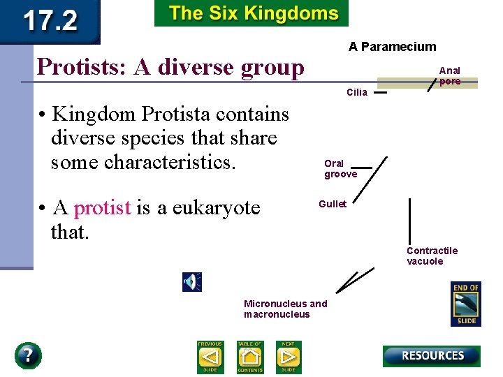 A Paramecium Protists: A diverse group Anal pore Cilia • Kingdom Protista contains diverse