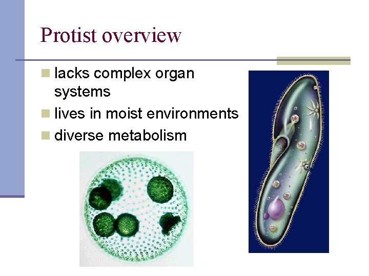 Protist overview n lacks complex organ systems n lives in moist environments n diverse
