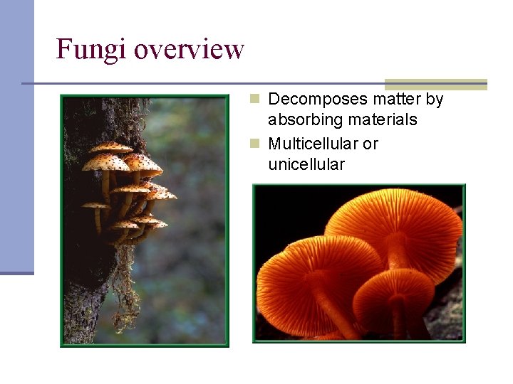 Fungi overview n Decomposes matter by absorbing materials n Multicellular or unicellular 