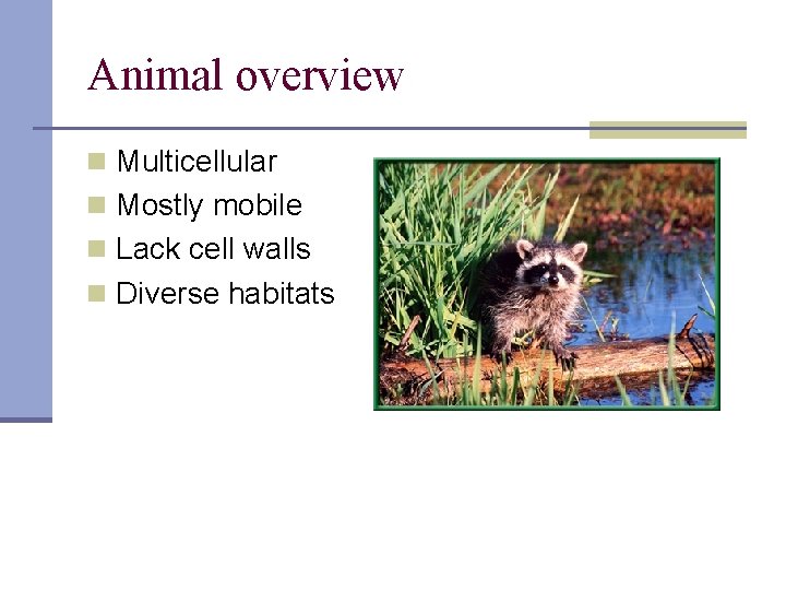 Animal overview n Multicellular n Mostly mobile n Lack cell walls n Diverse habitats