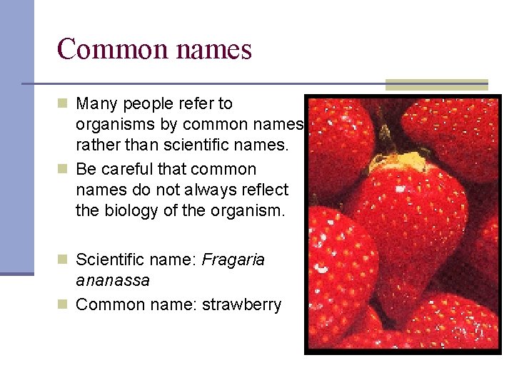 Common names n Many people refer to organisms by common names rather than scientific