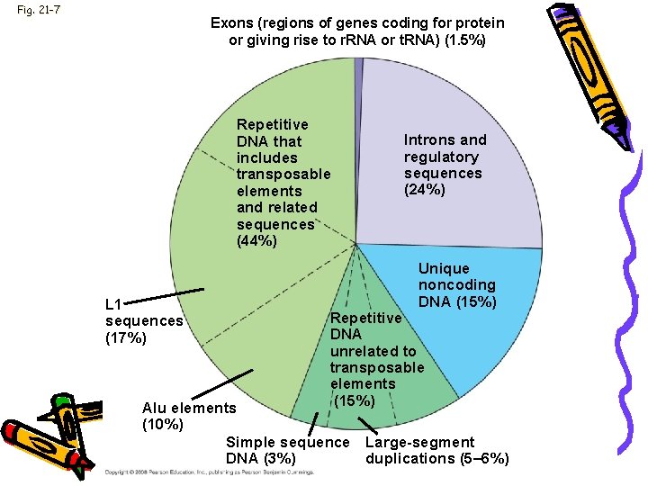 Fig. 21 -7 Exons (regions of genes coding for protein or giving rise to