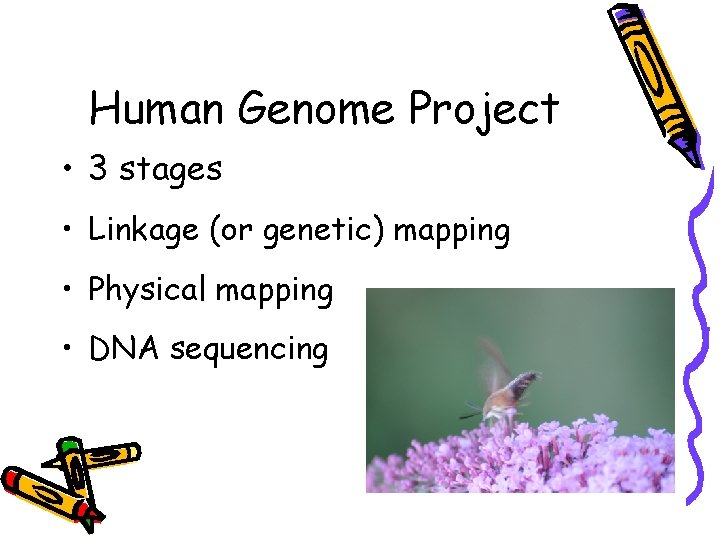 Human Genome Project • 3 stages • Linkage (or genetic) mapping • Physical mapping