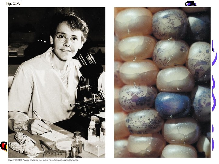 Fig. 21 -8 Fig. 21 -8